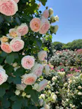 京成バラ園に投稿された画像（2026/5/22）