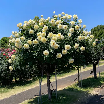 京成バラ園に投稿された画像（2026/5/22）