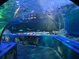 しながわ水族館に投稿された画像（2026/5/22）