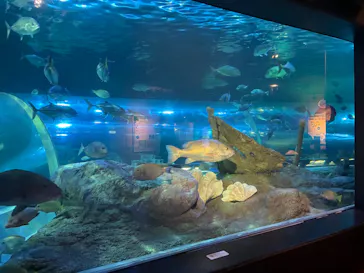 しながわ水族館に投稿された画像（2026/5/22）