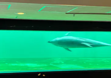 しながわ水族館に投稿された画像（2026/5/22）