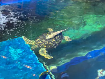 しながわ水族館に投稿された画像（2026/5/22）