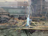 サンシャイン水族館に投稿された画像（2026/5/23）