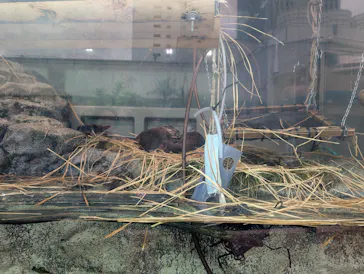 サンシャイン水族館に投稿された画像（2026/5/23）