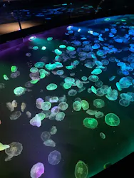 すみだ水族館に投稿された画像（2026/5/23）