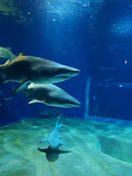 アクアワールド茨城県大洗水族館に投稿された画像（2026/5/23）
