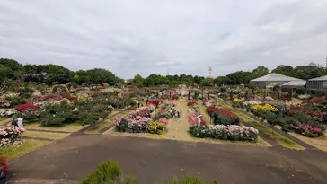 京成バラ園に投稿された画像（2026/5/23）