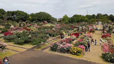 京成バラ園に投稿された画像（2026/5/23）