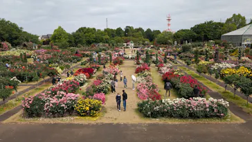 京成バラ園に投稿された画像（2026/5/23）