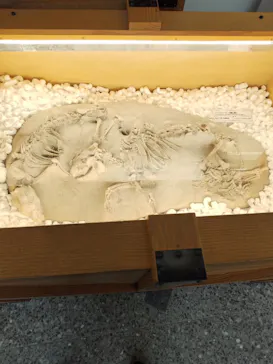 福井県立恐竜博物館に投稿された画像（2026/5/23）