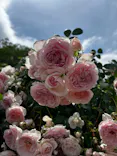 京成バラ園に投稿された画像（2026/5/23）