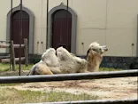 東武動物公園に投稿された画像（2026/5/23）