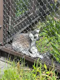日立市かみね動物園に投稿された画像（2026/5/23）