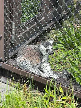 日立市かみね動物園に投稿された画像（2026/5/23）