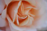 いばらきフラワーパークに投稿された画像（2026/5/23）