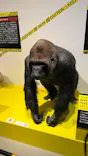 特別展「超危険生物展　科学で挑む生き物の本気」に投稿された画像（2026/5/23）