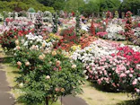京成バラ園に投稿された画像（2026/5/23）