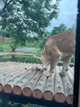 多摩動物公園 ライオンバス乗車券に投稿された画像（2026/5/23）
