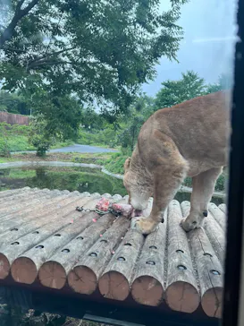 多摩動物公園 ライオンバス乗車券に投稿された画像（2026/5/23）