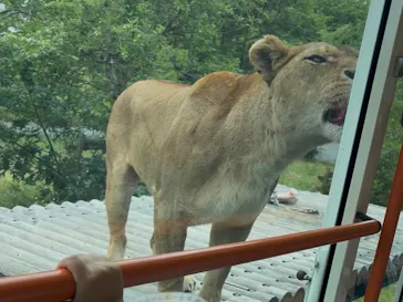 多摩動物公園 ライオンバス乗車券に投稿された画像（2026/5/23）