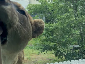 多摩動物公園 ライオンバス乗車券に投稿された画像（2026/5/23）