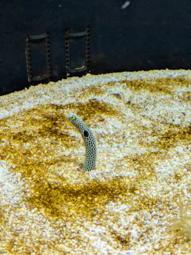 横浜開運水族館 フォーチュンアクアリウムに投稿された画像（2026/5/23）