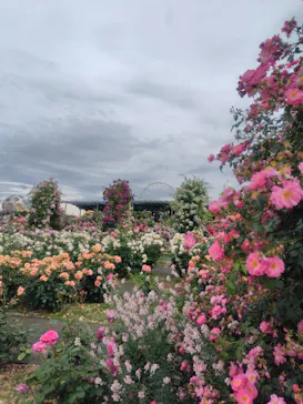 万博記念公園に投稿された画像（2026/5/23）