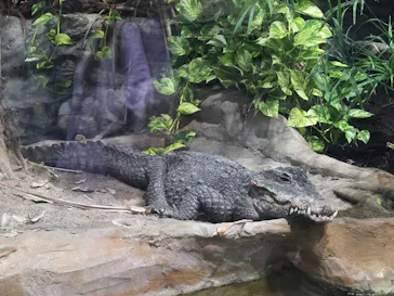 恩賜上野動物園に投稿された画像（2026/5/23）