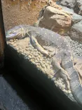 体感型動物園iZooに投稿された画像（2026/5/23）