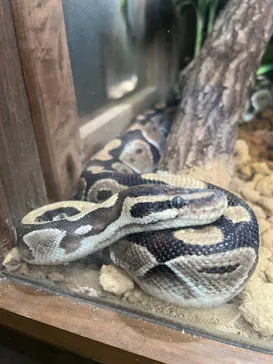 体感型動物園iZooに投稿された画像（2026/5/23）