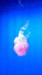 新江ノ島水族館に投稿された画像（2026/5/23）