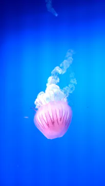 新江ノ島水族館に投稿された画像（2026/5/23）