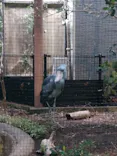 恩賜上野動物園に投稿された画像（2026/5/23）