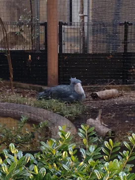 恩賜上野動物園に投稿された画像（2026/5/23）