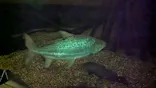 世界淡水魚園水族館　アクア・トトぎふに投稿された画像（2026/5/23）