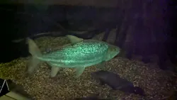 世界淡水魚園水族館　アクア・トトぎふに投稿された画像（2026/5/23）