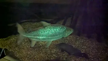 世界淡水魚園水族館　アクア・トトぎふに投稿された画像（2026/5/23）