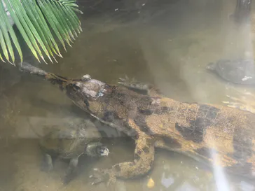 恩賜上野動物園に投稿された画像（2026/5/23）