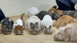 Cat Café MOFF つかしん店に投稿された画像（2026/5/23）