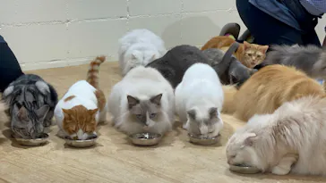 Cat Café MOFF つかしん店に投稿された画像（2026/5/23）