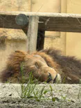 東武動物公園に投稿された画像（2026/5/23）