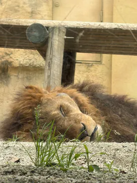 東武動物公園に投稿された画像（2026/5/23）