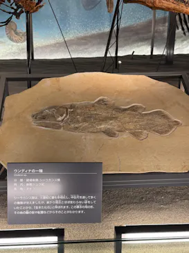 福井県立恐竜博物館に投稿された画像（2026/5/23）