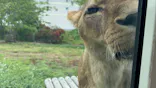 多摩動物公園 ライオンバス乗車券に投稿された画像（2026/5/23）