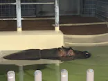 恩賜上野動物園に投稿された画像（2026/5/23）