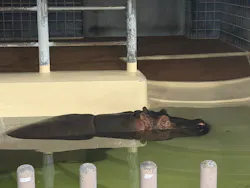恩賜上野動物園に投稿された画像（2026/5/23）