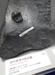 大絶滅展ー生命史のビッグファイブ（名古屋会場）に投稿された画像（2026/5/24）