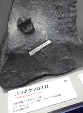 大絶滅展ー生命史のビッグファイブ（名古屋会場）に投稿された画像（2026/5/23）
