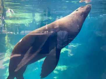 環境水族館アクアマリンふくしまに投稿された画像（2026/5/23）