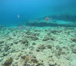 武藤潜水に投稿された画像（2026/5/24）